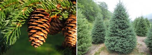Хвойные деревья для сада. Хвойные деревья: названия с описаниями и фото
