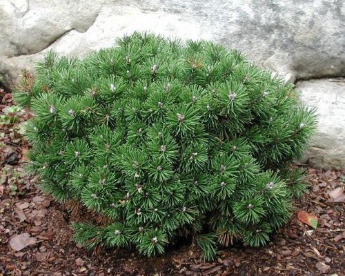 Миксбордер из хвойных и кустарников. Как сделать миксбордер из хвойных и кустарников: готовые схемы цветников 07 Миксбордер из хвойных и кустарников. Как сделать миксбордер из хвойных и кустарников: готовые схемы цветников 07