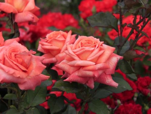 Миксбордер с розами схемы. Какие розы подходят для миксбордеров?