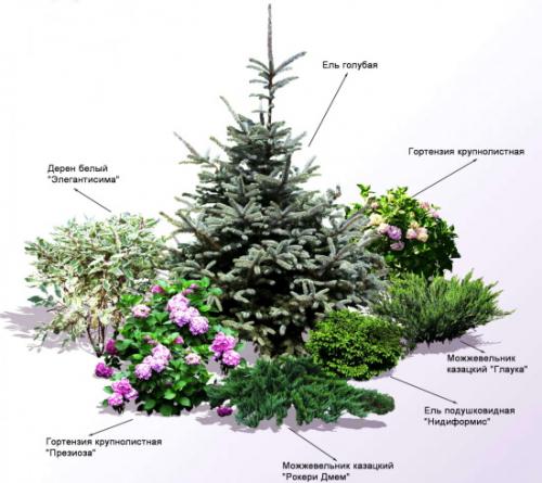 Миксбордер схемы посадки. Миксбордер из хвойных и кустарников. Схемы, план-проекты, фото