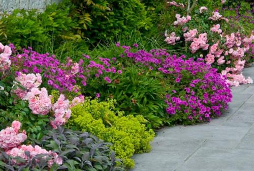 Миксбордер с розами схемы. Какие розы подходят для миксбордеров?