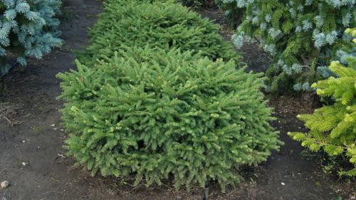 Миксбордер из хвойных и кустарников. Как сделать миксбордер из хвойных и кустарников: готовые схемы цветников 04 Миксбордер из хвойных и кустарников. Как сделать миксбордер из хвойных и кустарников: готовые схемы цветников 04