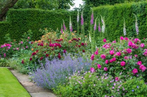 Миксбордер с розами схемы. Какие розы подходят для миксбордеров?