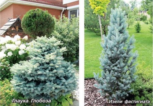 Миксбордер схемы посадки. Миксбордер из хвойных и кустарников. Схемы, план-проекты, фото