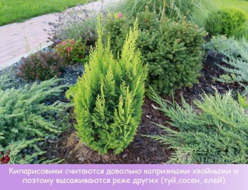 Миксбордер схемы посадки. Миксбордер из хвойных и кустарников. Схемы, план-проекты, фото