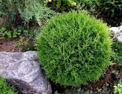 Миксбордер из хвойных и кустарников. Как сделать миксбордер из хвойных и кустарников: готовые схемы цветников 05 Миксбордер из хвойных и кустарников. Как сделать миксбордер из хвойных и кустарников: готовые схемы цветников 05