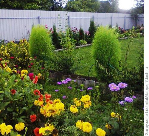 Клумба с туями и хостами. Туи, хосты, можжевельник, или Мой любимый хвойный уголок