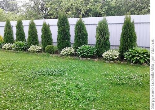Клумба с туями и хостами. Туи, хосты, можжевельник, или Мой любимый хвойный уголок
