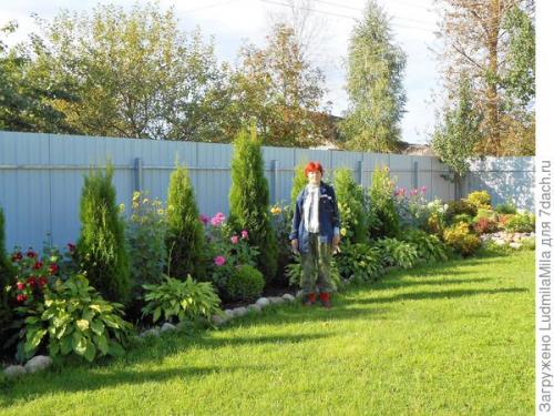 Клумба с туями и хостами. Туи, хосты, можжевельник, или Мой любимый хвойный уголок