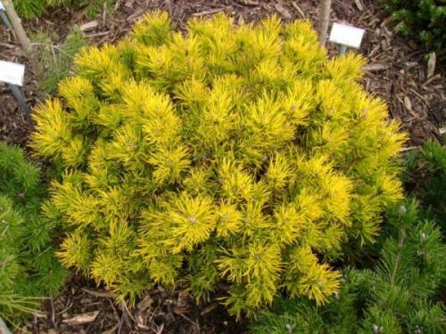 Необычные хвойные растения. Интересные и необычные сорта хвойных растений.