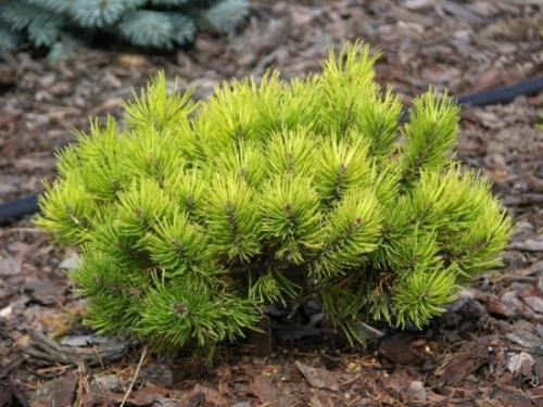 Необычные хвойные растения. Интересные и необычные сорта хвойных растений.