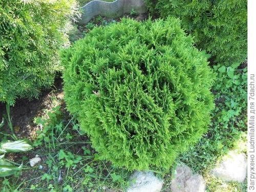 Клумба с туями и хостами. Туи, хосты, можжевельник, или Мой любимый хвойный уголок