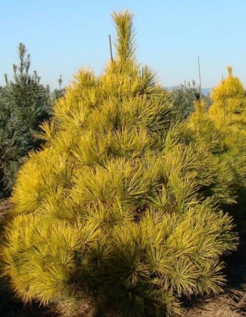 Необычные хвойные растения. Интересные и необычные сорта хвойных растений.