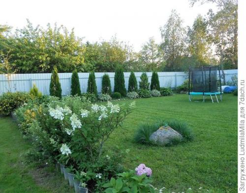 Клумба с туями и хостами. Туи, хосты, можжевельник, или Мой любимый хвойный уголок