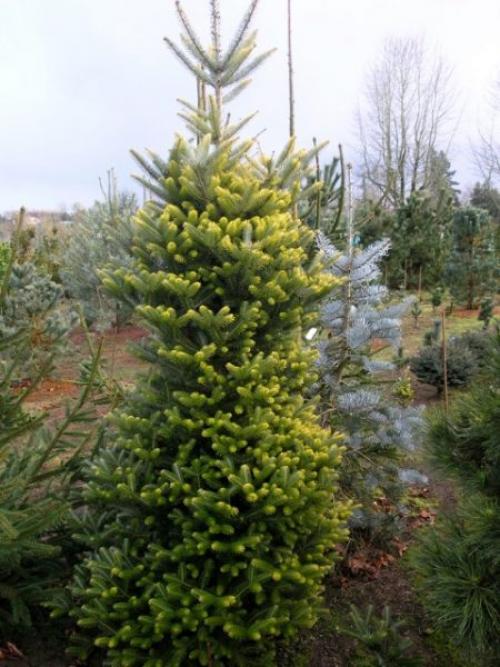 Необычные хвойные растения. Интересные и необычные сорта хвойных растений.