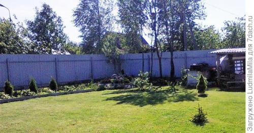 Клумба с туями и хостами. Туи, хосты, можжевельник, или Мой любимый хвойный уголок