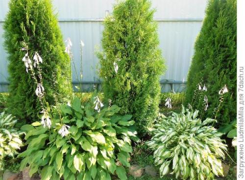 Клумба с туями и хостами. Туи, хосты, можжевельник, или Мой любимый хвойный уголок