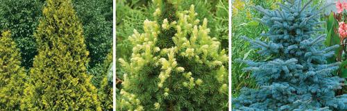 Уход за хвойными в августе. КАК ПРАВИЛЬНО УХАЖИВАТЬ ЗА ХВОЙНЫМИ ДЕРЕВЬЯМИ И КУСТАРНИКАМИ В КОНЦЕ ЛЕТА