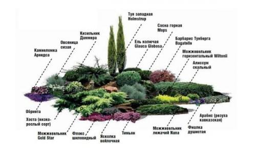 Клумба с хвойниками схемы. Схема и растения