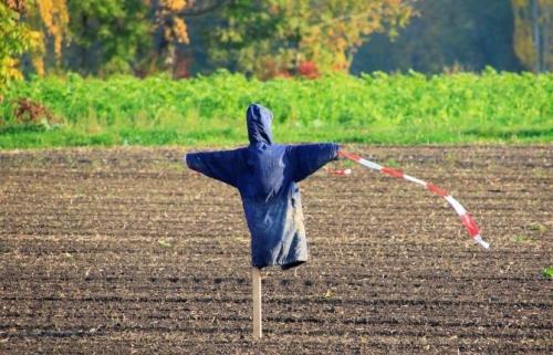 Все о даче и для дачи своими руками. Интересные идеи для сада и огорода не, как у всех