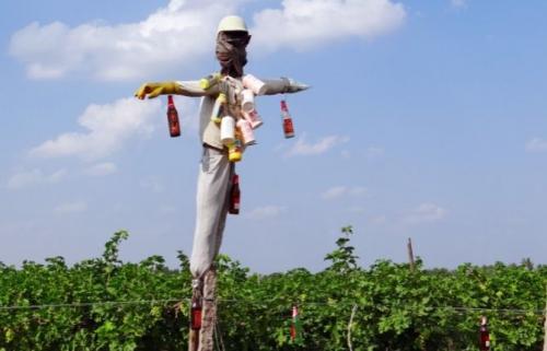 Все о даче и для дачи своими руками. Интересные идеи для сада и огорода не, как у всех