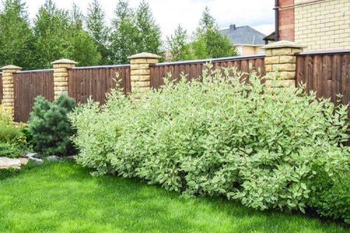 Что посадить вдоль забора от соседей. Что посадить вдоль забора: самые лучшие растения