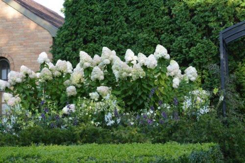 Что посадить вдоль забора от соседей. Что посадить вдоль забора: самые лучшие растения