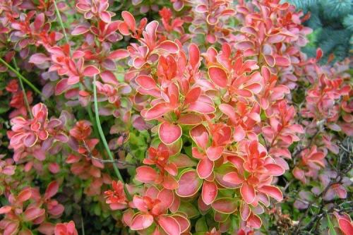 Что посадить вдоль забора от соседей. Что посадить вдоль забора: самые лучшие растения