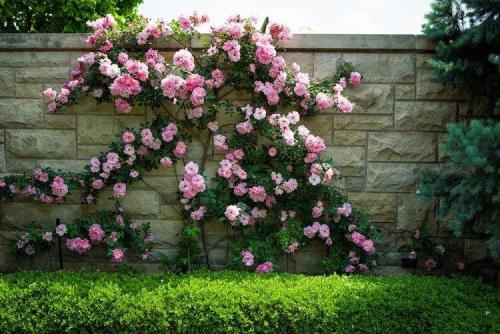 Что посадить вдоль забора от соседей. Что посадить вдоль забора: самые лучшие растения