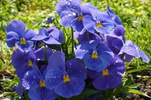 Что посадить вдоль забора от соседей. Что посадить вдоль забора: самые лучшие растения