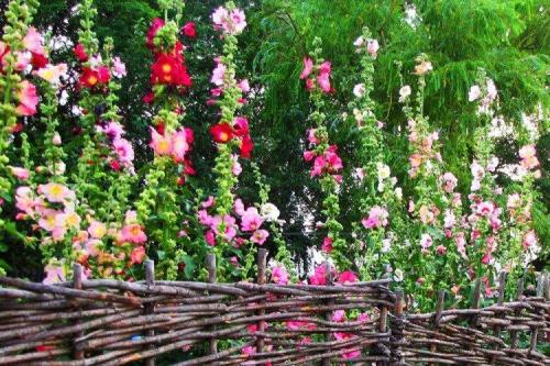 Что посадить вдоль забора от соседей. Что посадить вдоль забора: самые лучшие растения