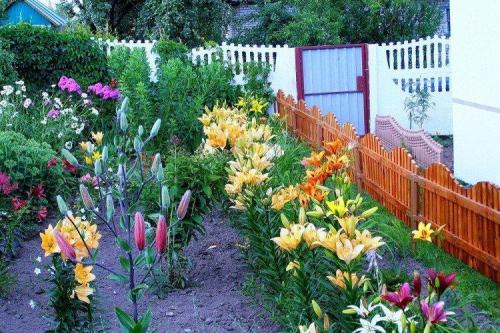 Что посадить вдоль забора от соседей. Что посадить вдоль забора: самые лучшие растения