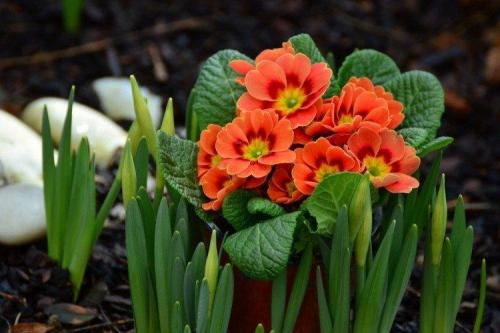 Что посадить вдоль забора от соседей. Что посадить вдоль забора: самые лучшие растения