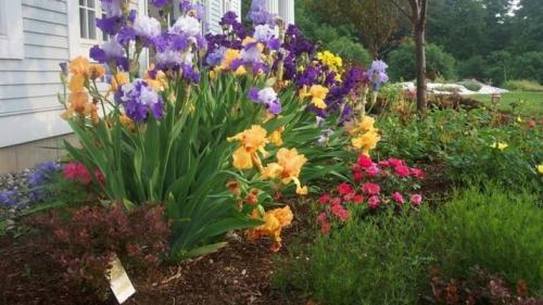 Оформление клумбы с розами. Где на участке разместить клумбу с розами 06