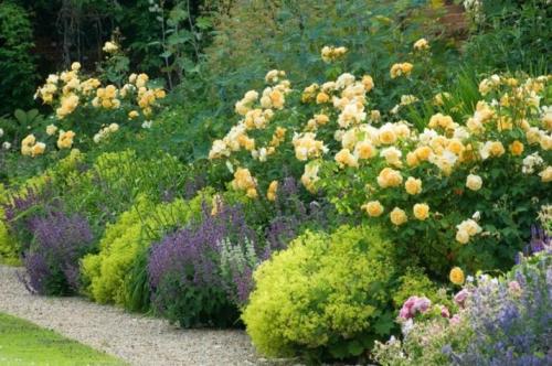 Оформление клумбы с розами. Где на участке разместить клумбу с розами 07