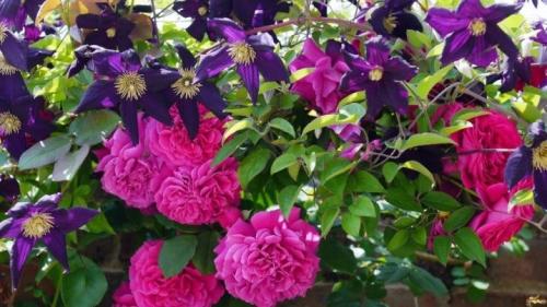 Клумба из роз перед домом. Царица цветов в ландшафтных композициях 19 Клумба из роз перед домом. Царица цветов в ландшафтных композициях 19