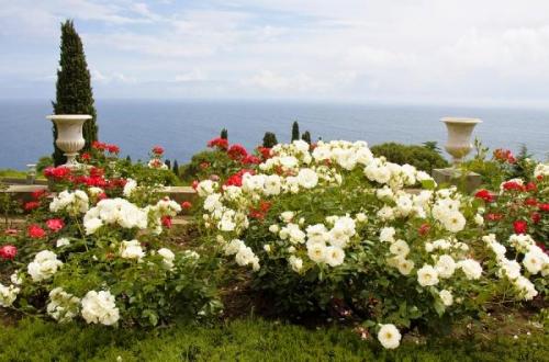 Клумбы с розами схемы. Выбор сортов роз