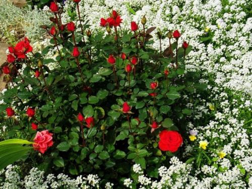 Клумба из роз перед домом. Царица цветов в ландшафтных композициях 24 Клумба из роз перед домом. Царица цветов в ландшафтных композициях 24