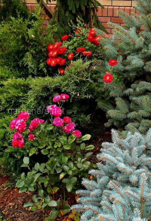 Клумба с розами и хвойниками. Хвойники плюс розы: лучшие сочетания