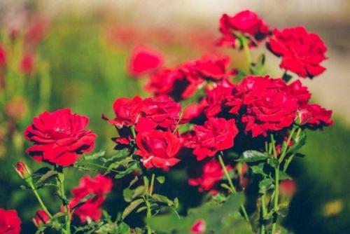 Клумбы с розами схемы. Выбор сортов роз