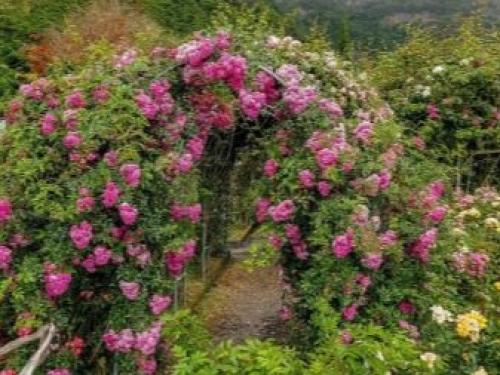 Клумба из роз перед домом. Царица цветов в ландшафтных композициях 04 Клумба из роз перед домом. Царица цветов в ландшафтных композициях 04