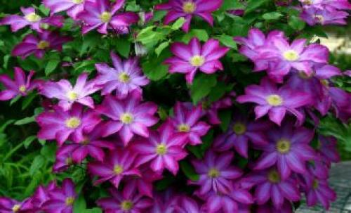 Что посадить в клумбу с розами. Что посадить рядом с розами на одной клумбе? 43 фото