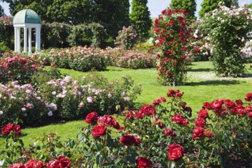 Клумбы с розами схемы. Выбор сортов роз