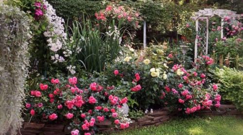 Что посадить в клумбу с розами. Что посадить рядом с розами на одной клумбе? 43 фото