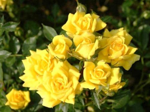 Клумбы с розами схемы. Выбор сортов роз