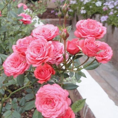 Клумбы с розами схемы. Выбор сортов роз