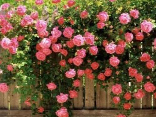 Клумба из роз перед домом. Царица цветов в ландшафтных композициях 05 Клумба из роз перед домом. Царица цветов в ландшафтных композициях 05