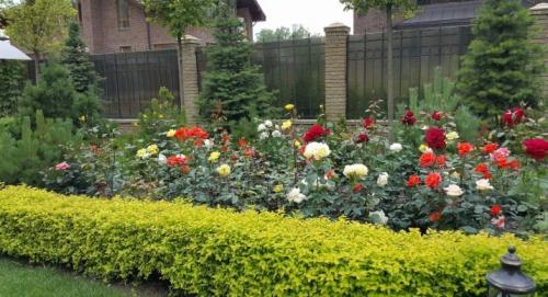 Клумбы из роз варианты размещения. Возможные сочетания 02 Клумбы из роз варианты размещения. Возможные сочетания 02