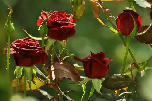 Как сделать розарий своими руками. Добавление статьи в новую подборку 01