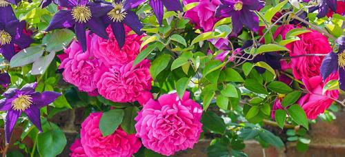 Что посадить в клумбу с розами. Компаньоны для плетистых роз